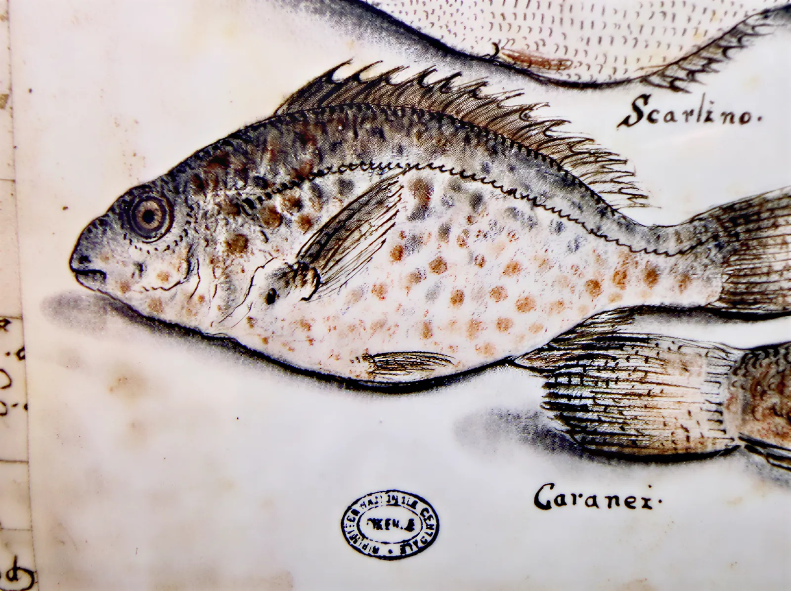 Poissons de Toscane